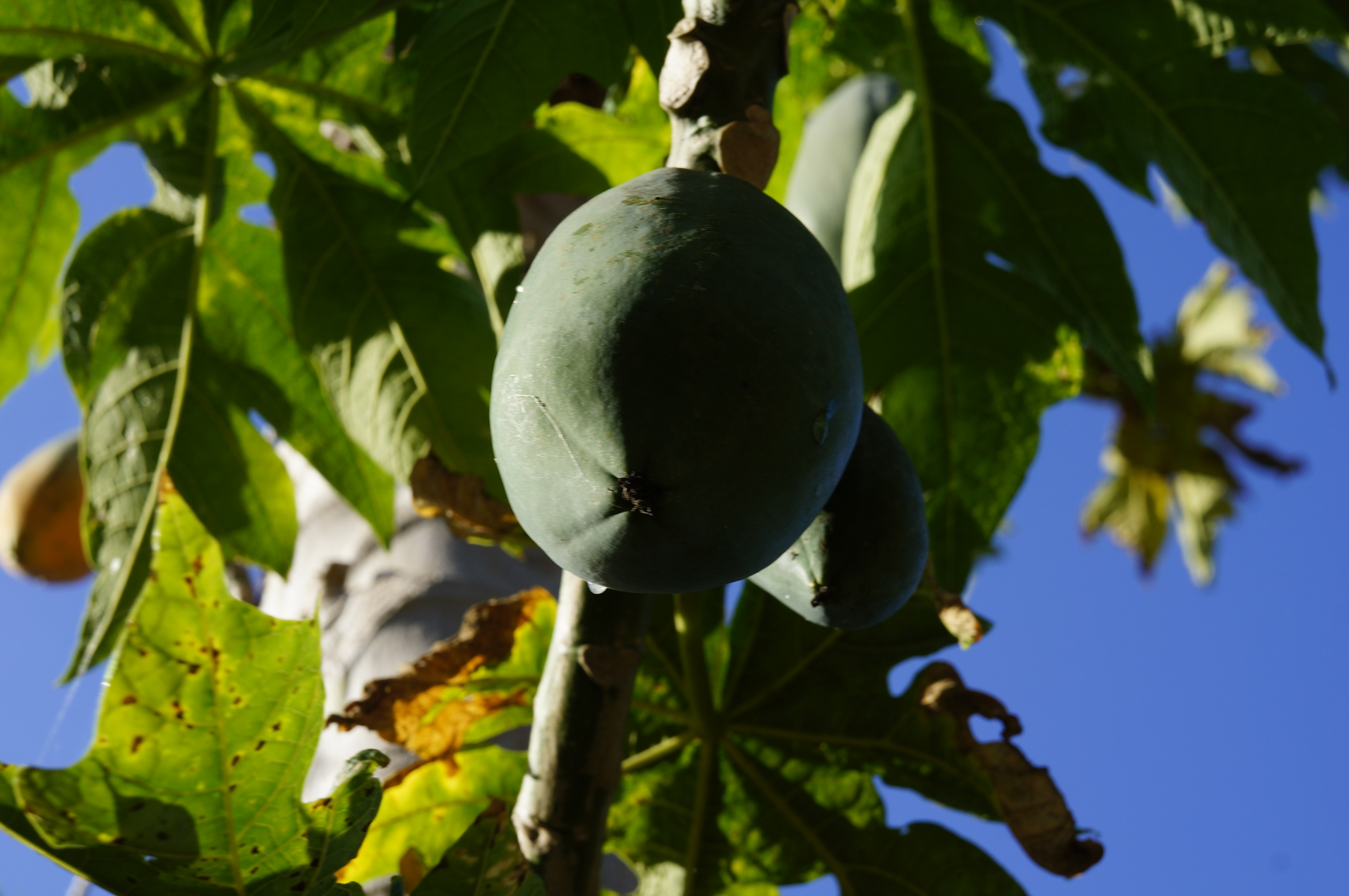 Florida Fruit Trees, Tampa Bay Tiny Homes